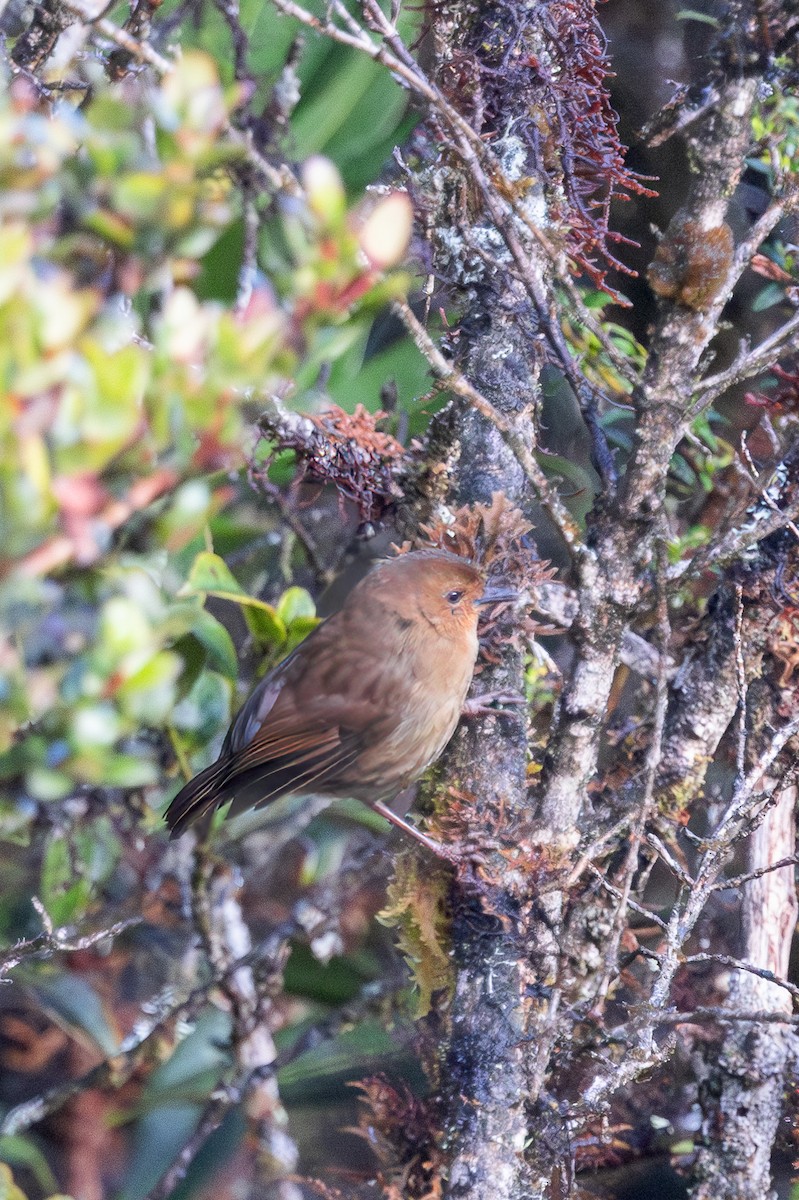 Large Scrubwren - ML623231478