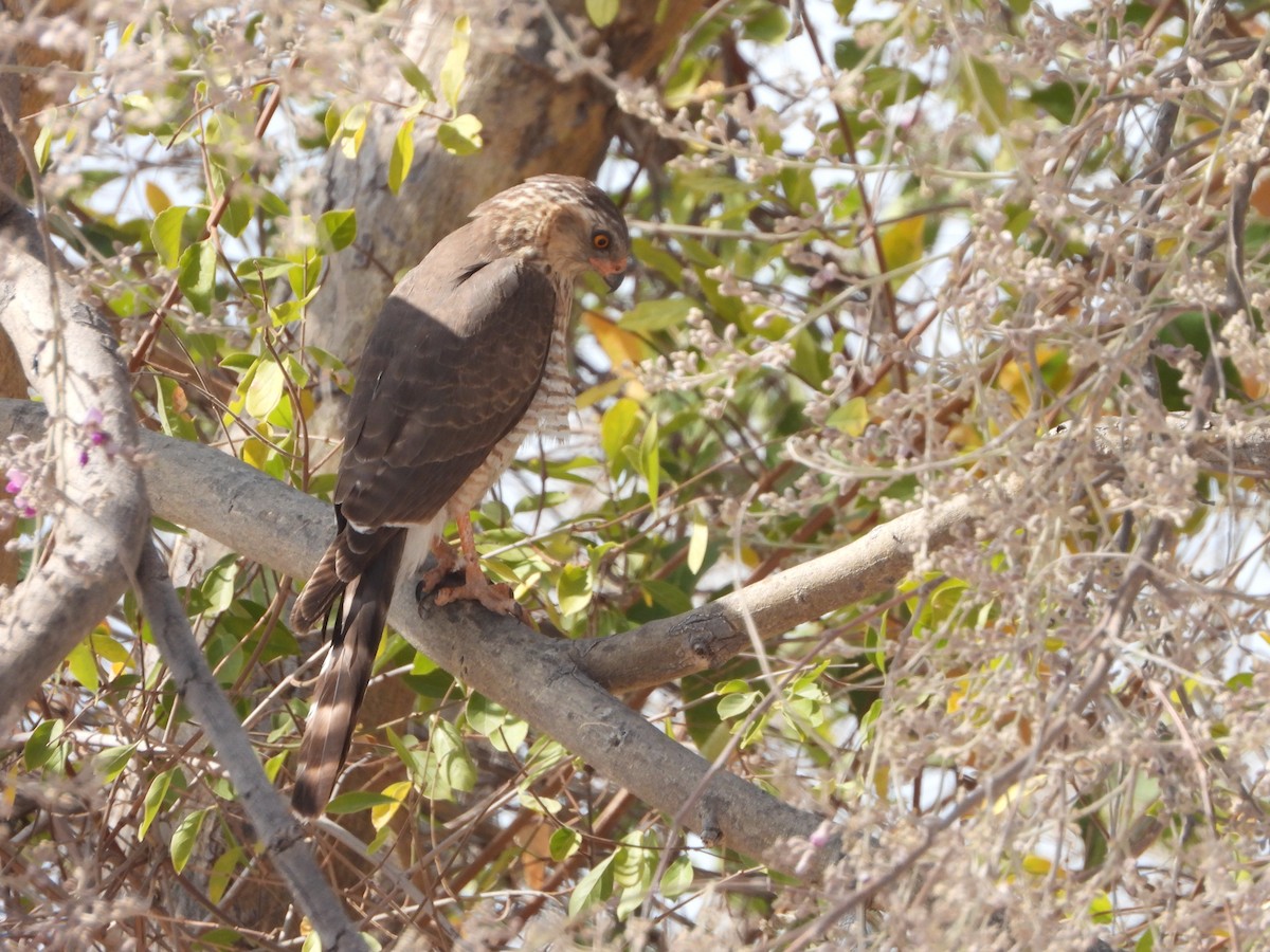 Ovambo Sparrowhawk - ML623231487