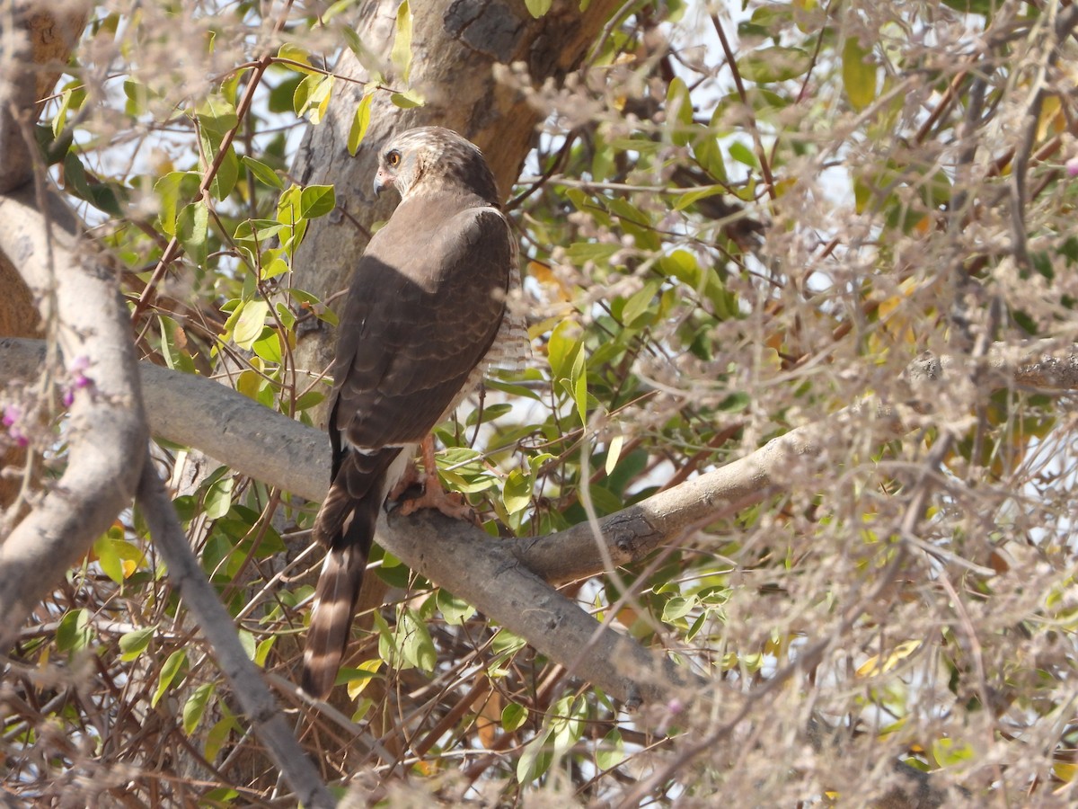 Ovambo Sparrowhawk - ML623231488