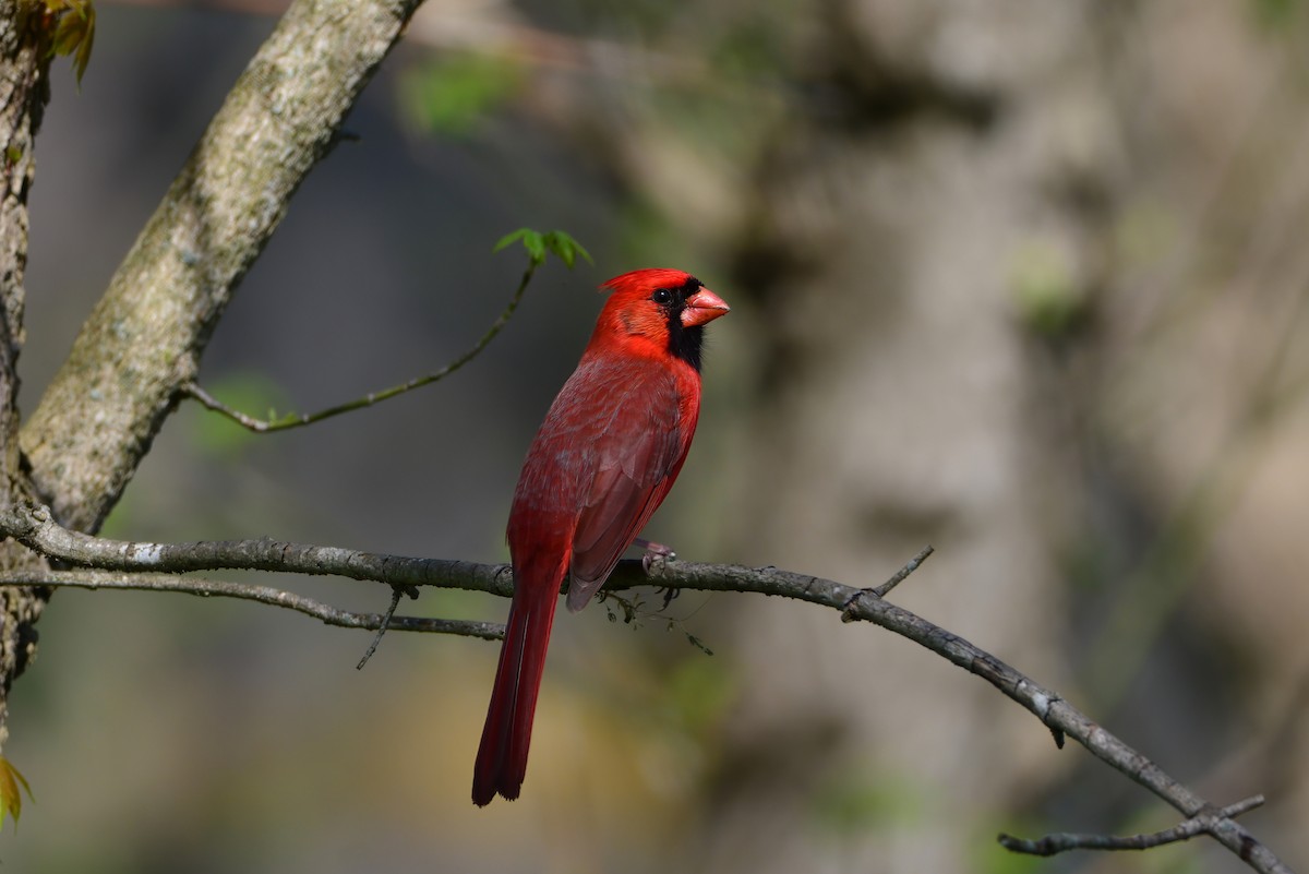 Northern Cardinal - Kirk Andrews