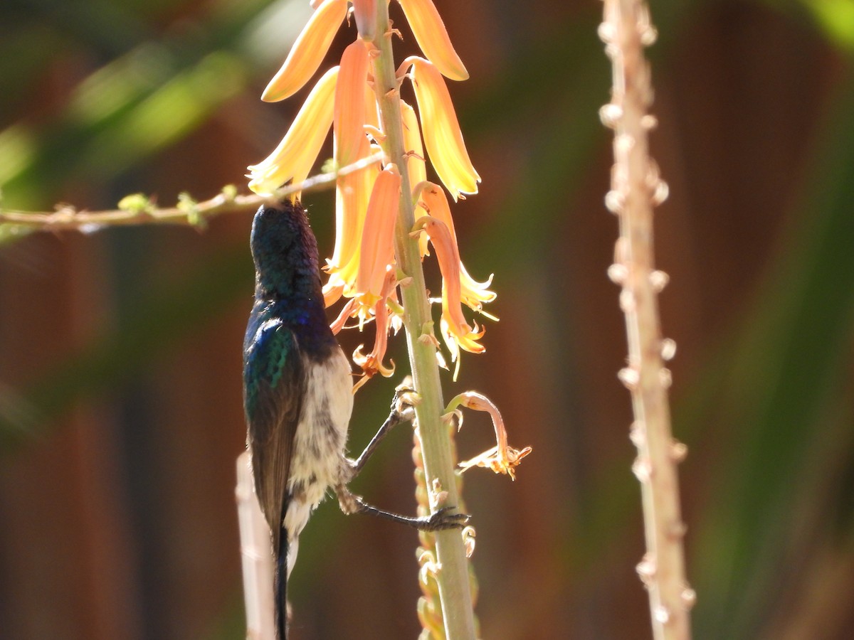 White-breasted Sunbird - ML623231525