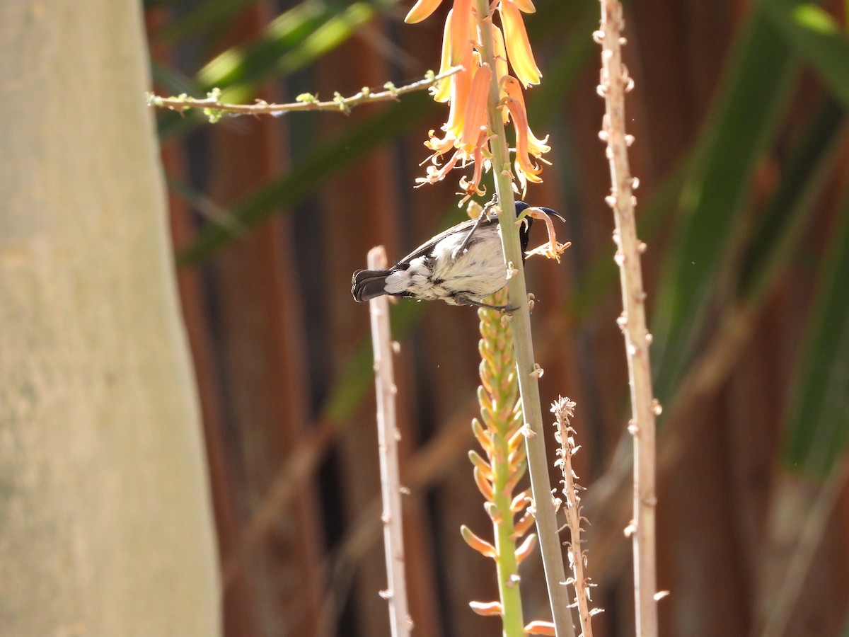 White-breasted Sunbird - ML623231527