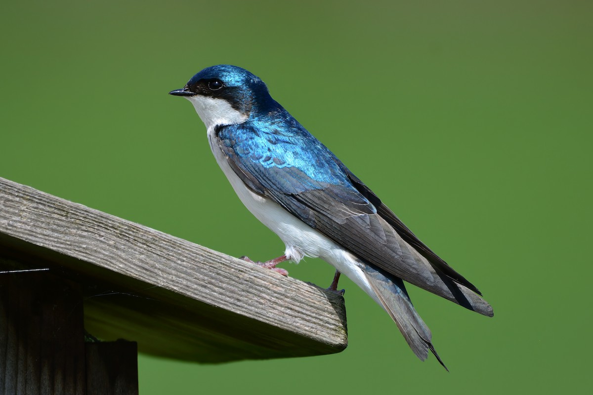 Golondrina Bicolor - ML623231528