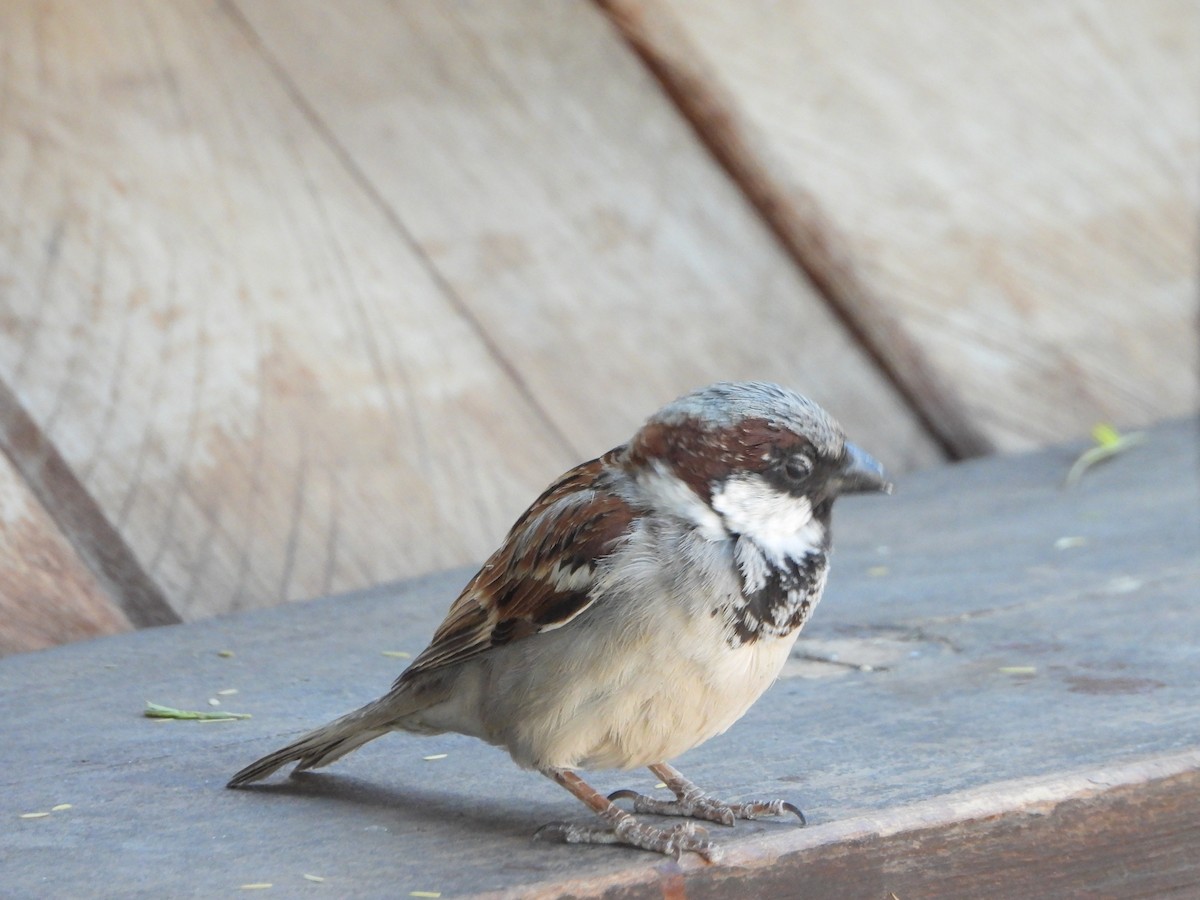 House Sparrow - ML623231529