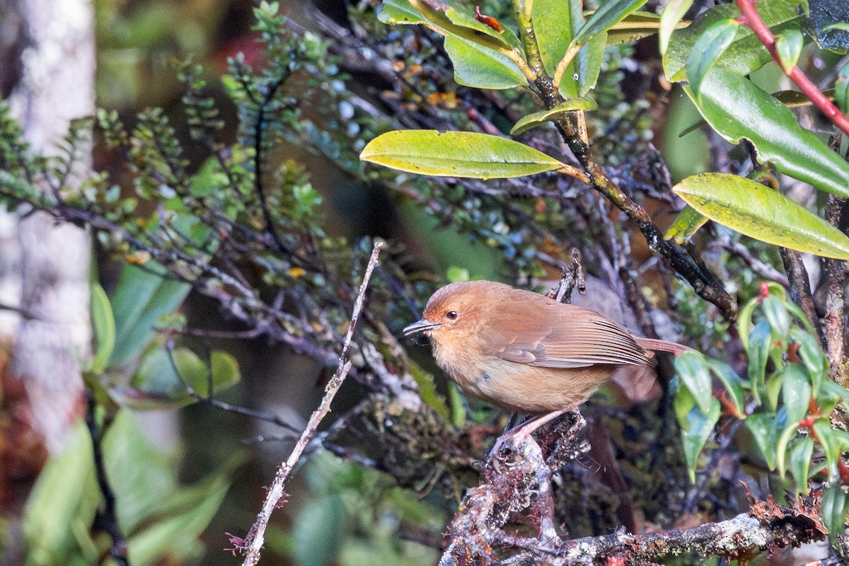 Large Scrubwren - ML623231540