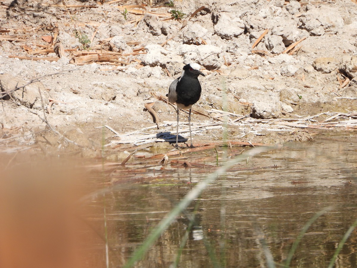 Blacksmith Lapwing - ML623231544