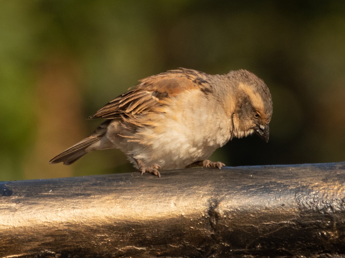 Kenya Rufous Sparrow - ML623231562