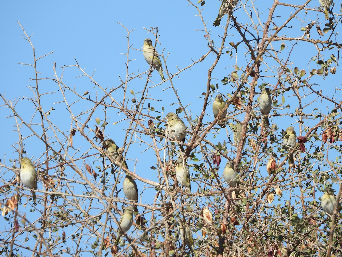 Southern Masked-Weaver - ML623231570