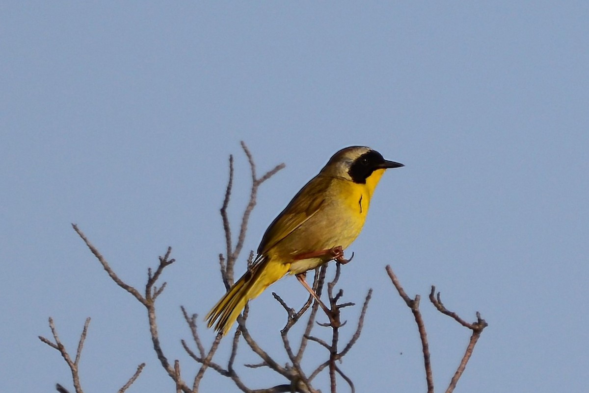 Common Yellowthroat - ML623231572