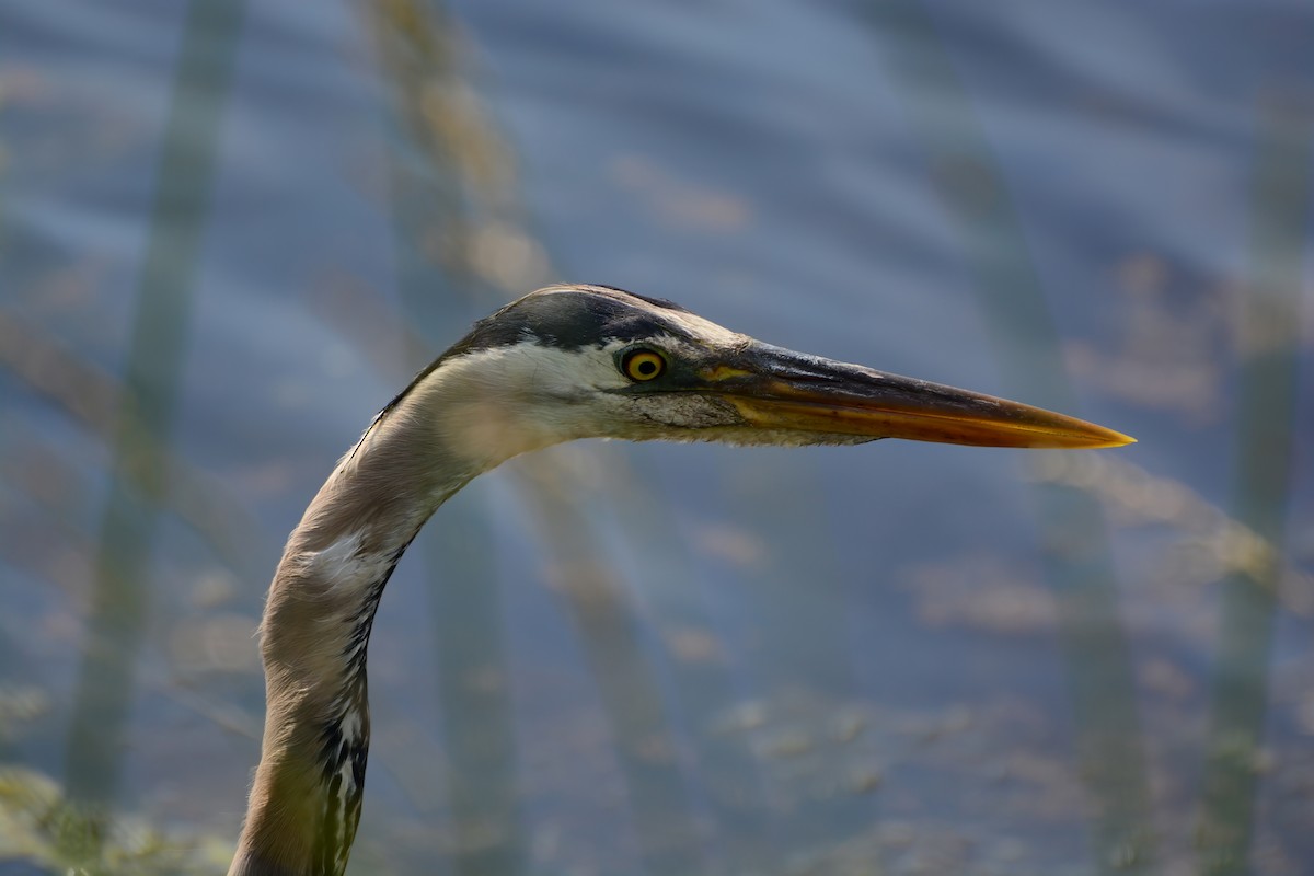 Great Blue Heron - ML623231594