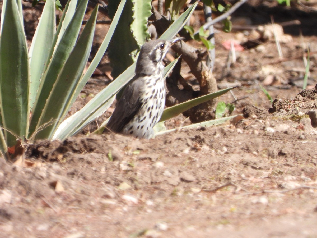 Groundscraper Thrush - ML623231630