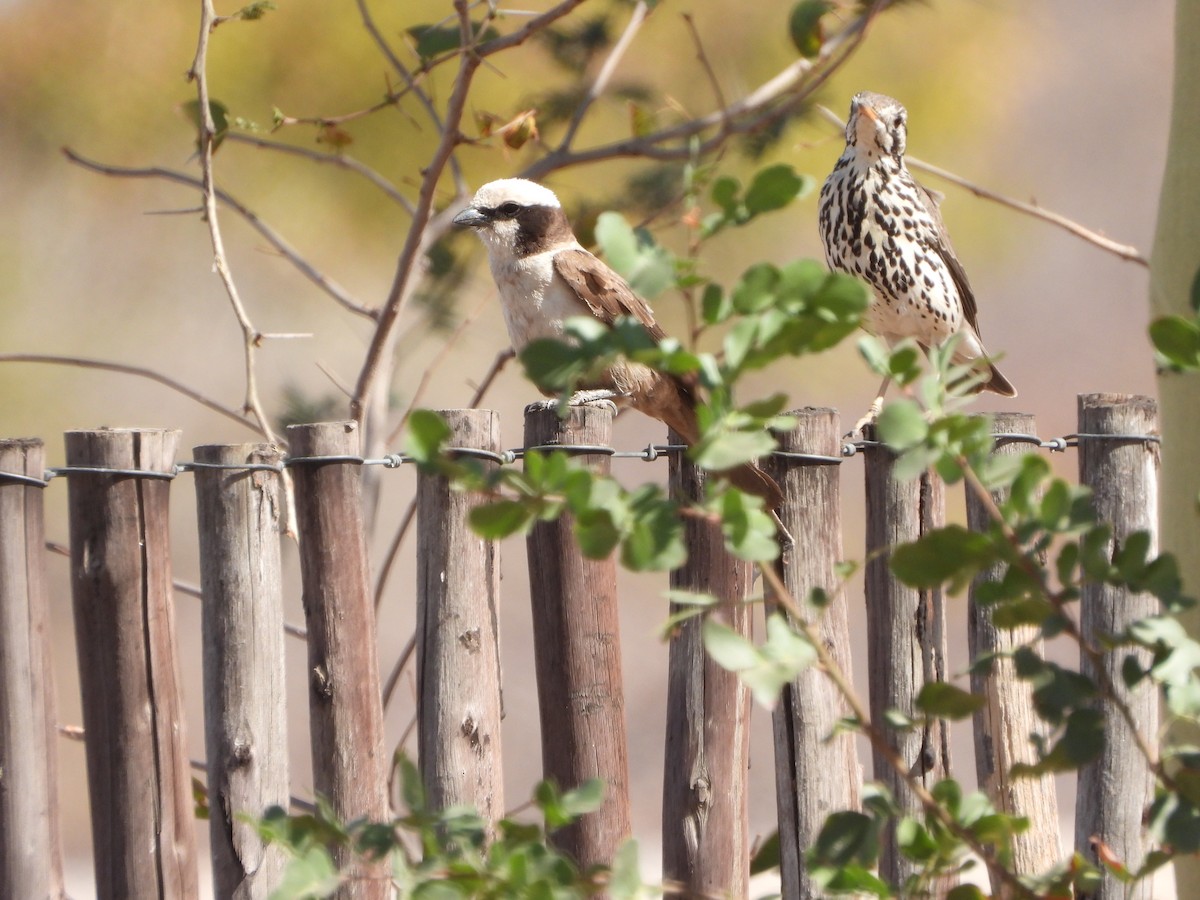 Groundscraper Thrush - ML623231631