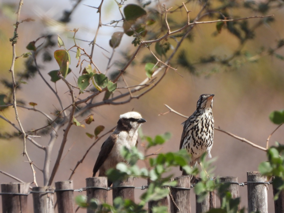 White-crowned Shrike - ML623231636