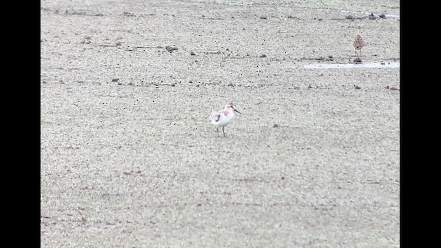 Bécasseau sanderling - ML623231642