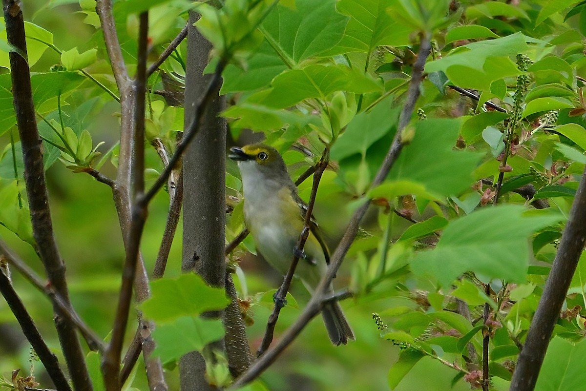 Vireo Ojiblanco - ML623231659