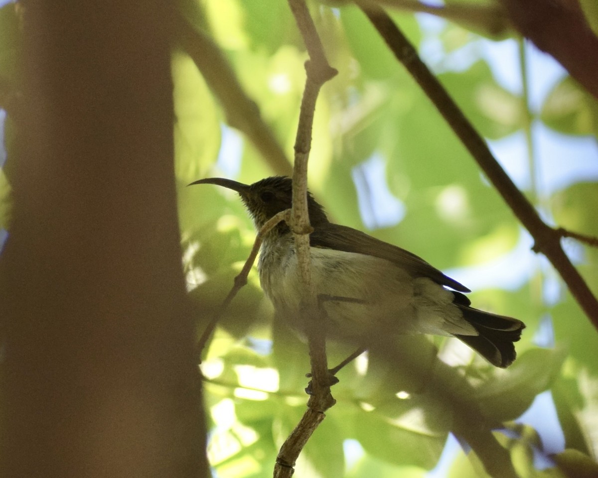 White-breasted Sunbird - ML623231661