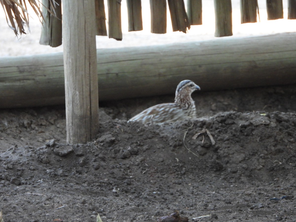 Crested Francolin - ML623231664