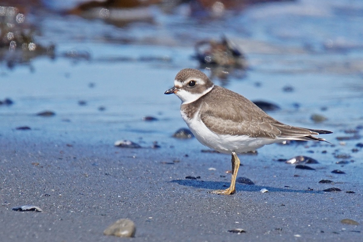 Semipalmated Plover - ML623231687