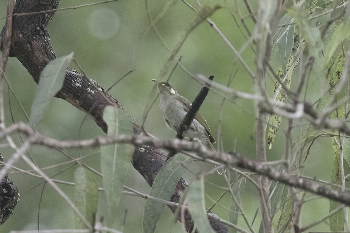 Graceful Honeyeater - ML623231696