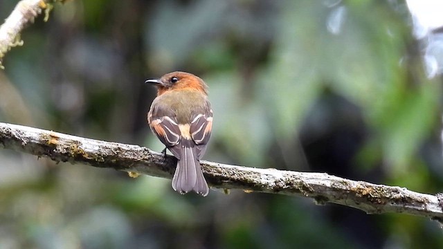 Cinnamon Flycatcher - ML623231721