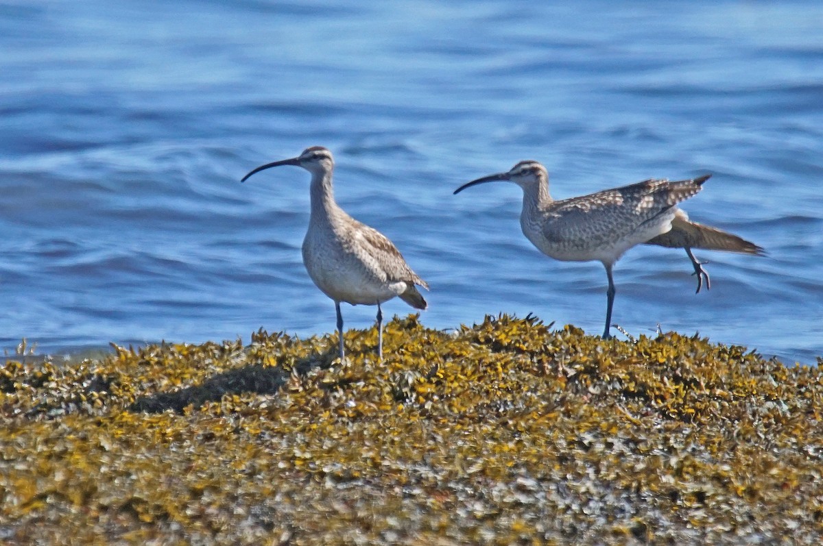 Whimbrel - ML623231726