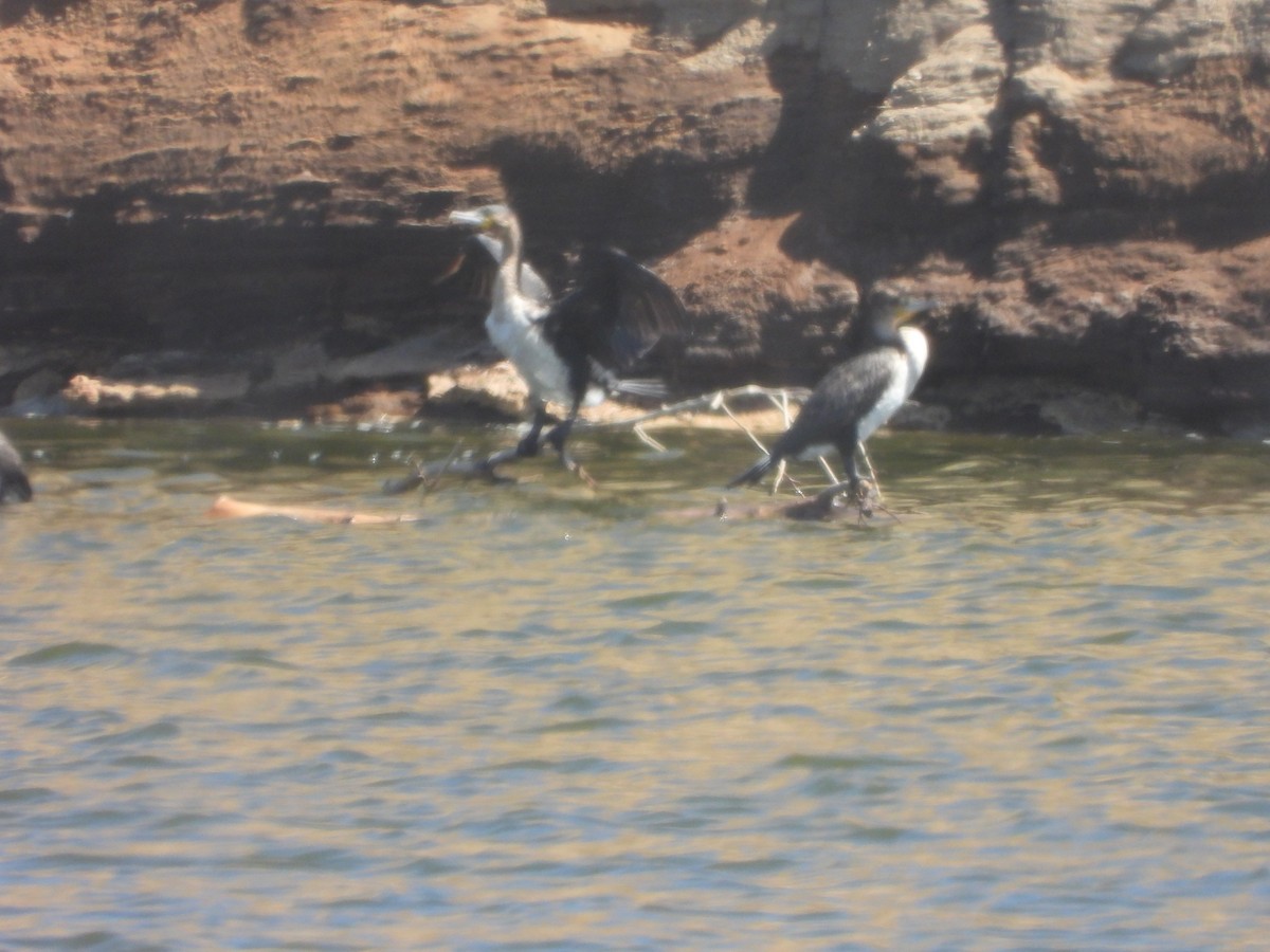 Great Cormorant - ML623231728