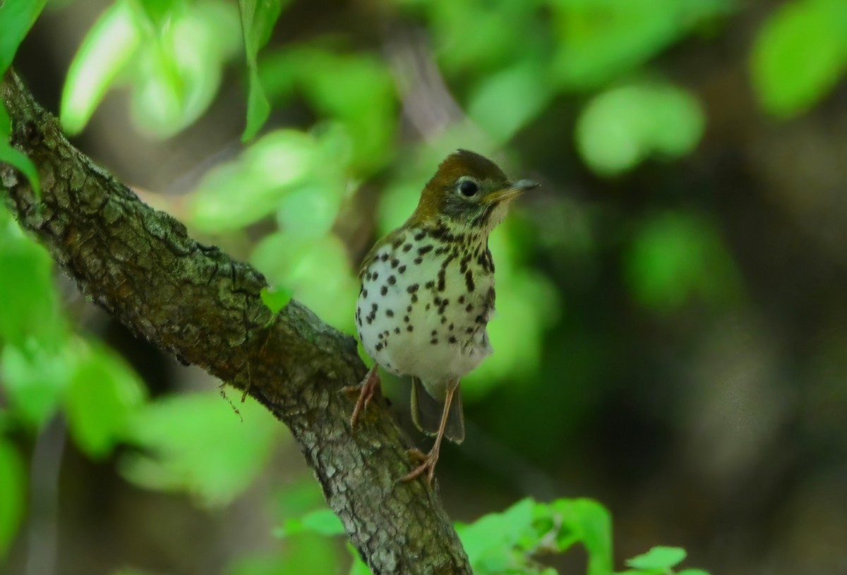 Wood Thrush - ML623231729