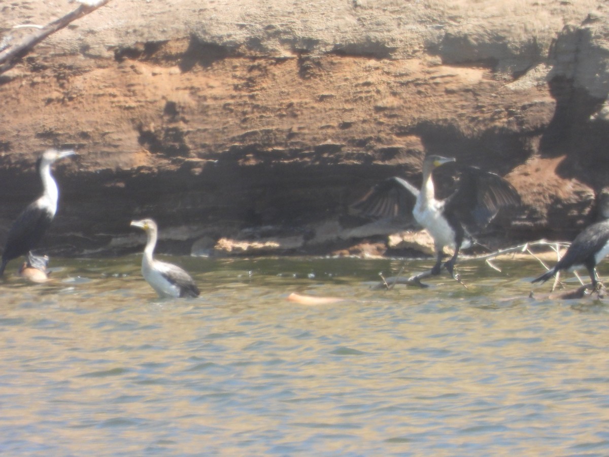 Great Cormorant - ML623231730