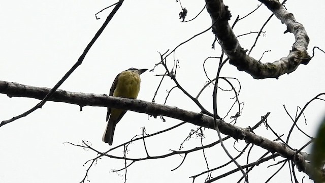 Golden-bellied Flycatcher - ML623231740