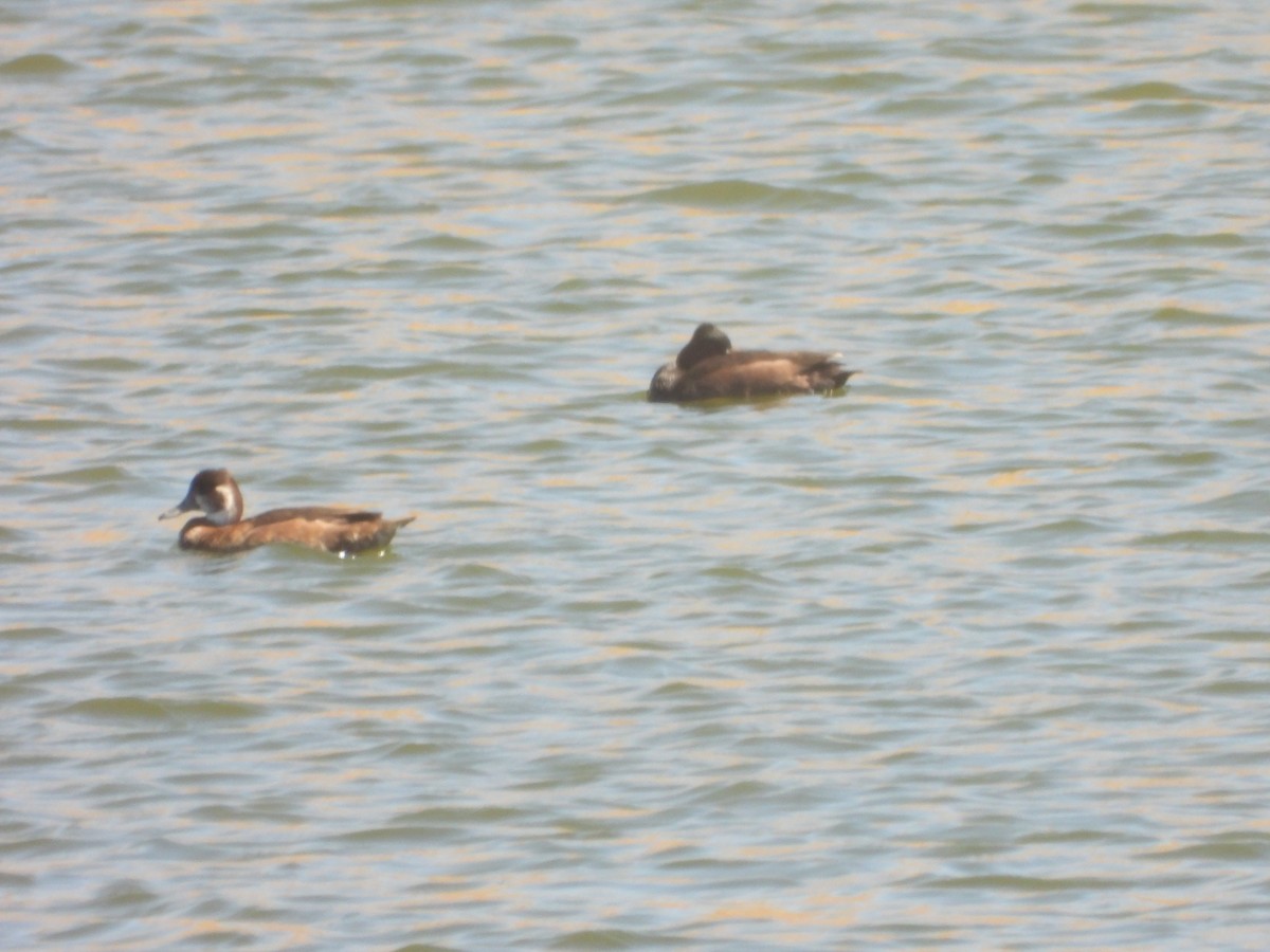 Southern Pochard - ML623231746