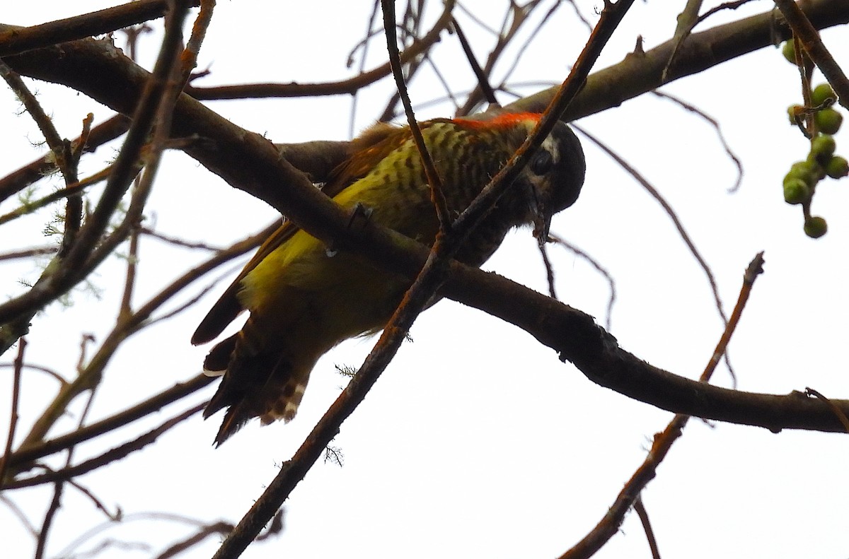 Yellow-vented Woodpecker - ML623231761