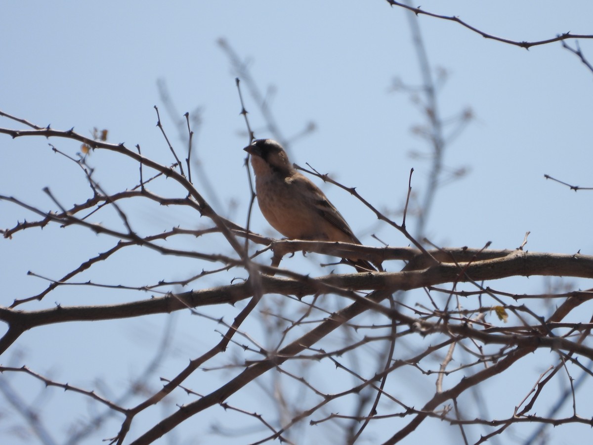 White-browed Sparrow-Weaver - ML623231774