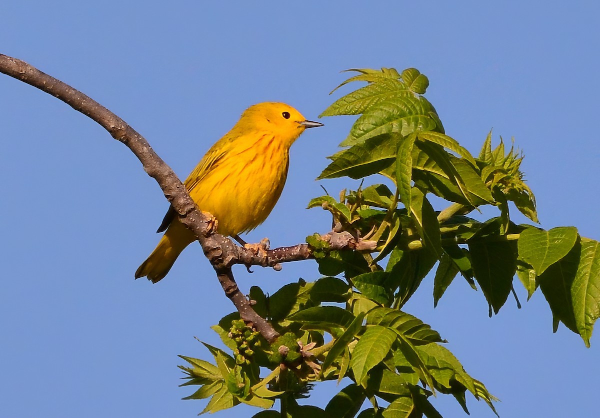 Yellow Warbler - ML623231784