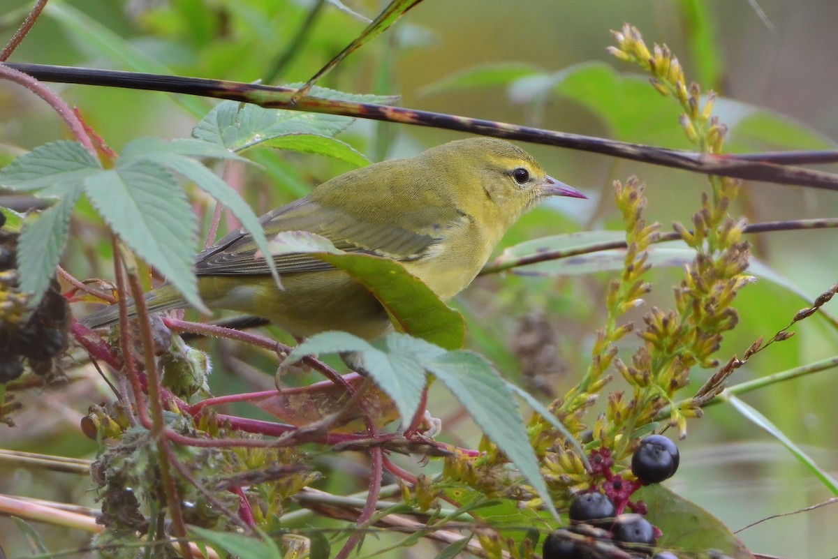 Tennessee Warbler - ML623231809