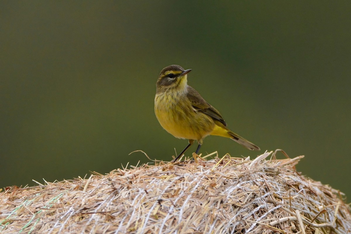 Palm Warbler - ML623231824