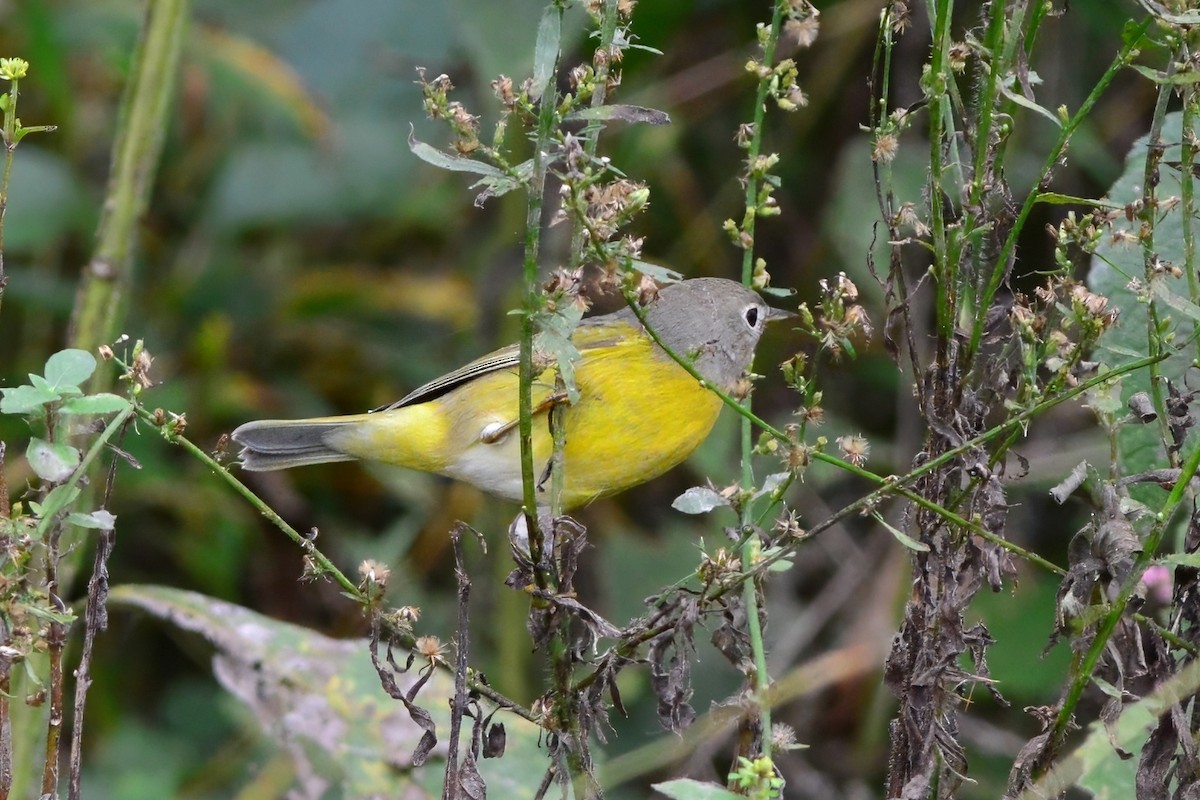 Nashville Warbler - ML623231836