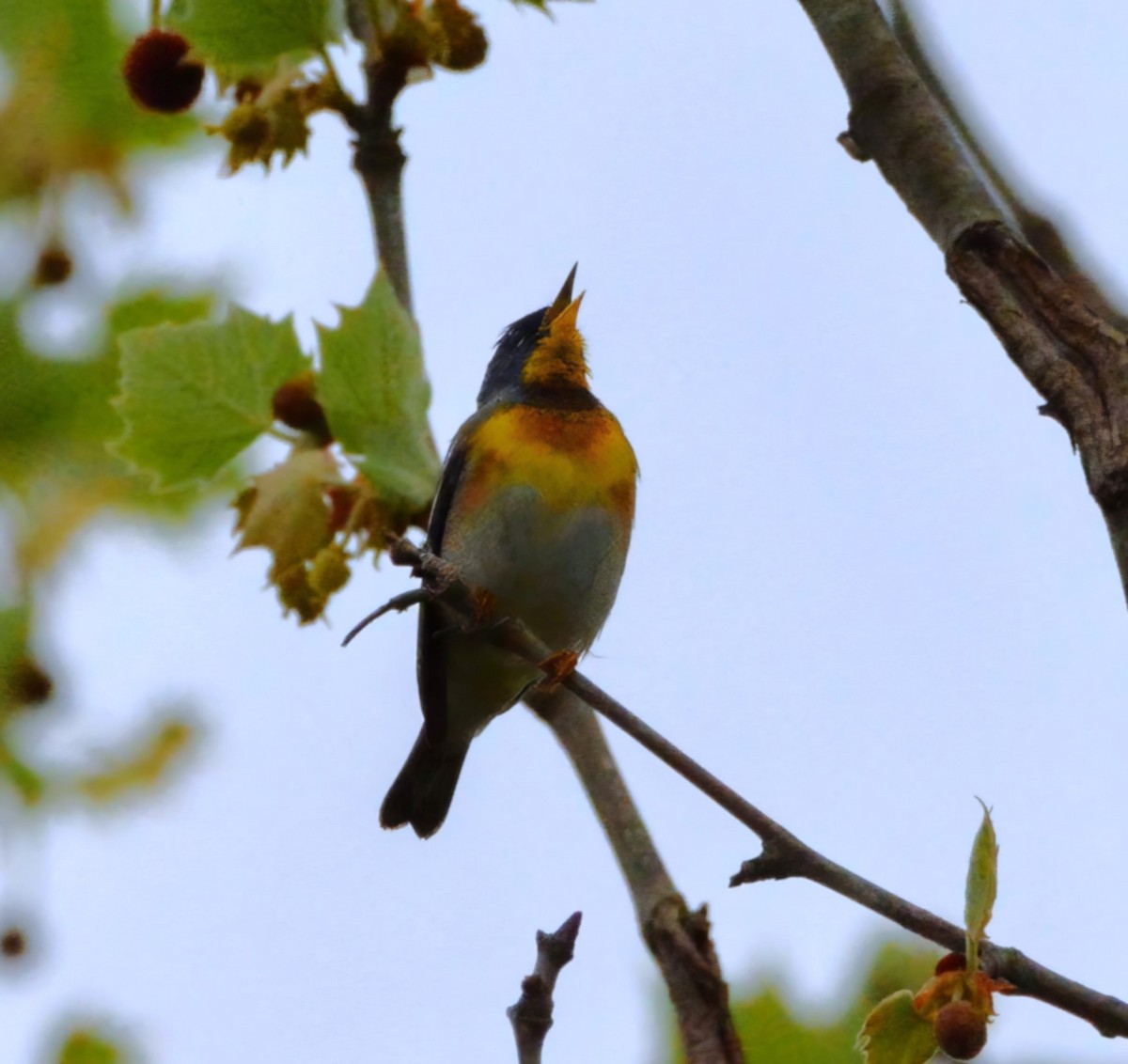 Northern Parula - ML623231869