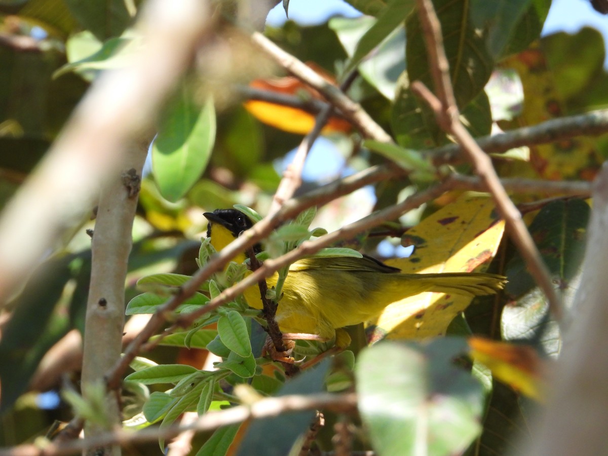 Olive-crowned Yellowthroat - ML623231891