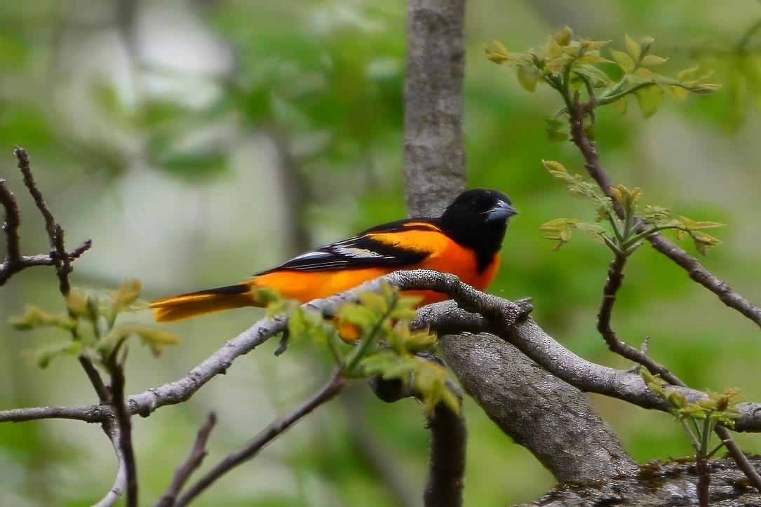 Baltimore Oriole - ML623231910