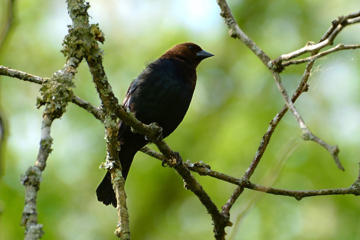 Brown-headed Cowbird - ML623231918