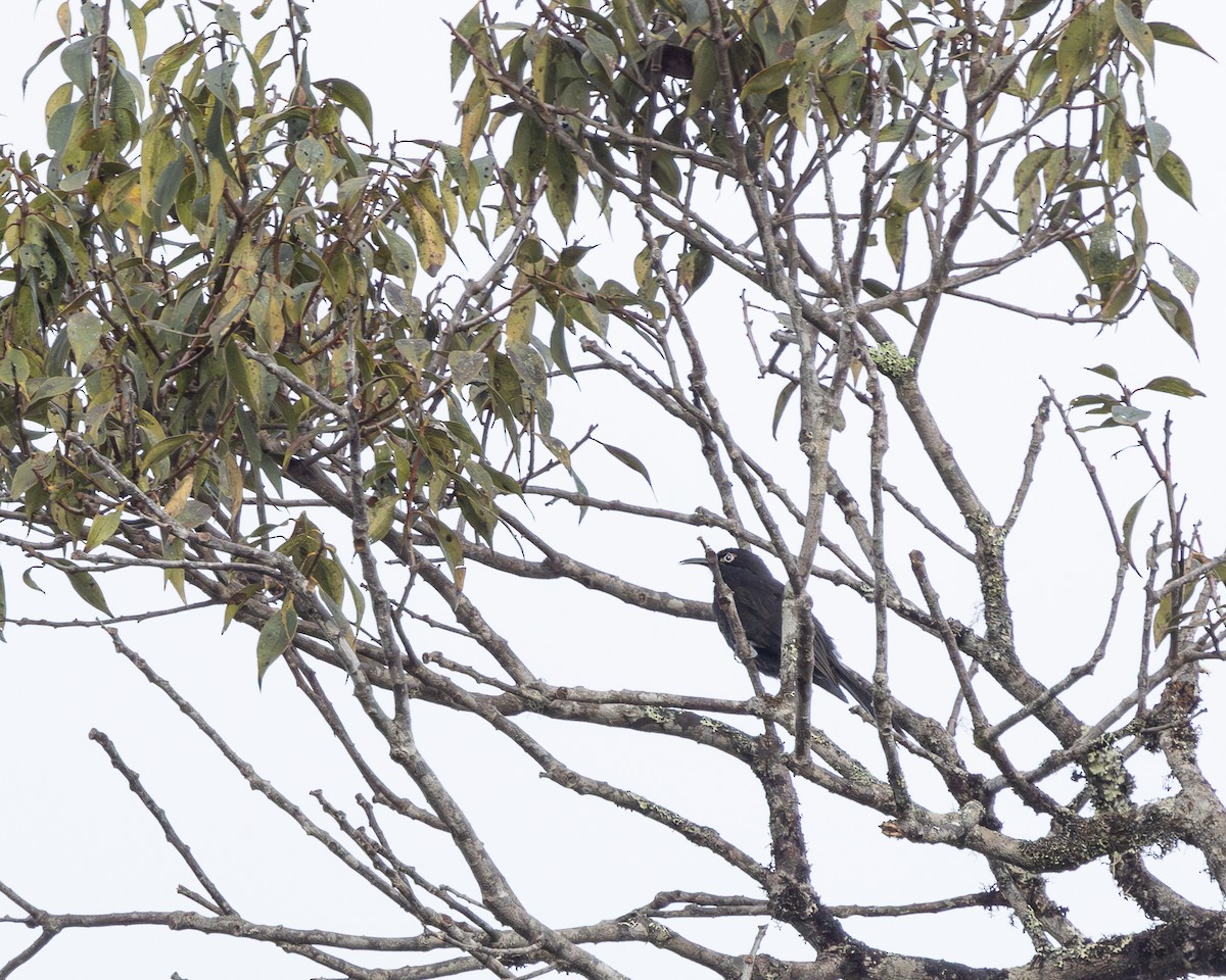 Sooty Honeyeater - ML623231954