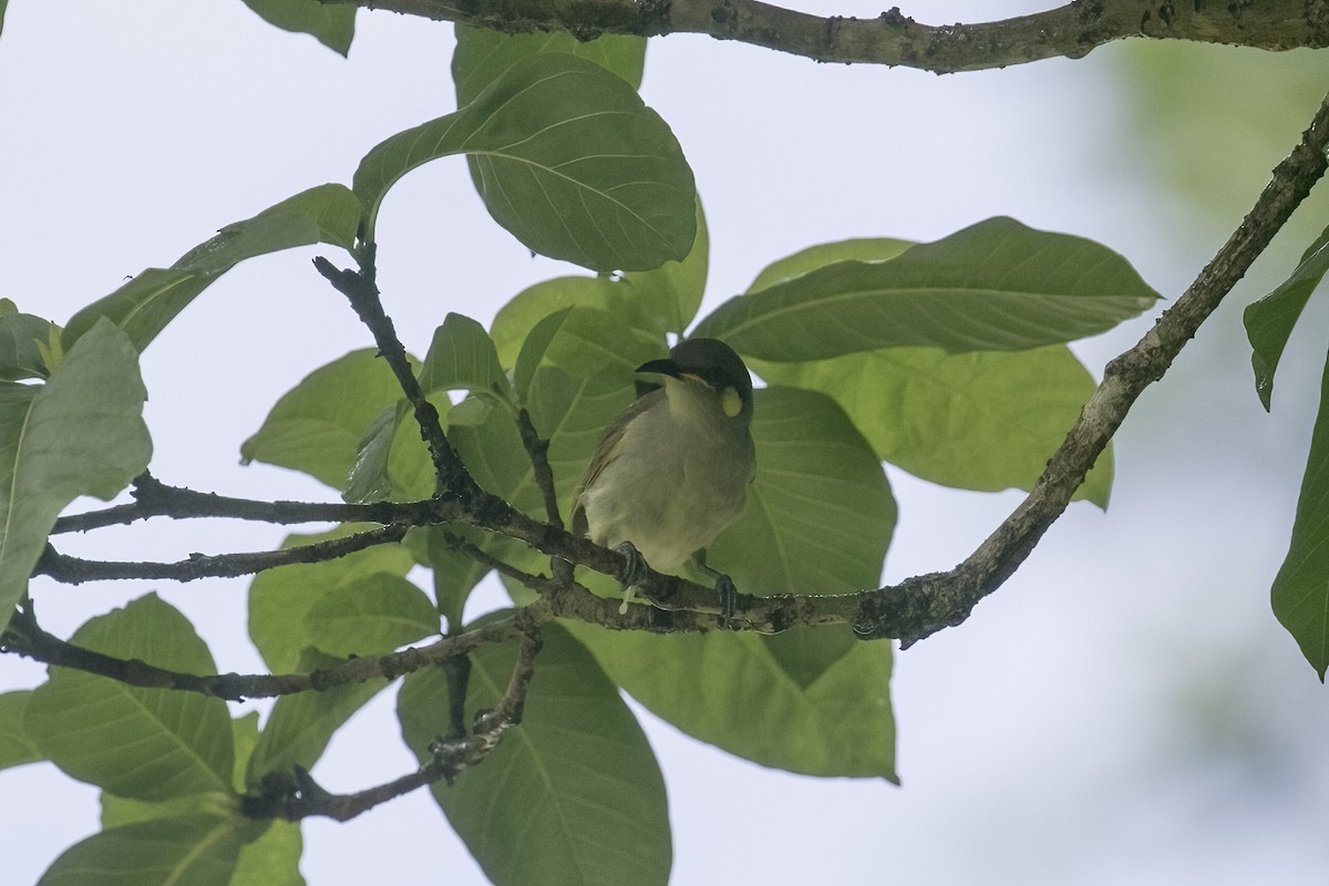 Graceful Honeyeater - ML623231978