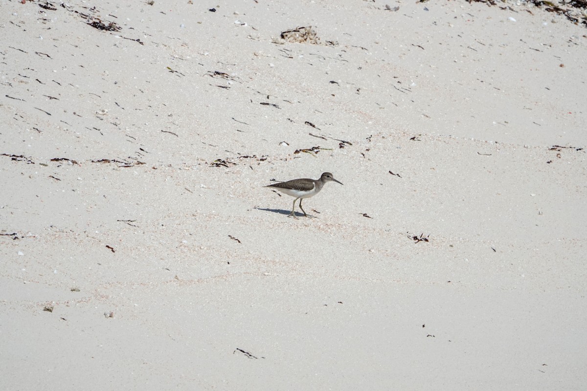 Common Sandpiper - ML623231997