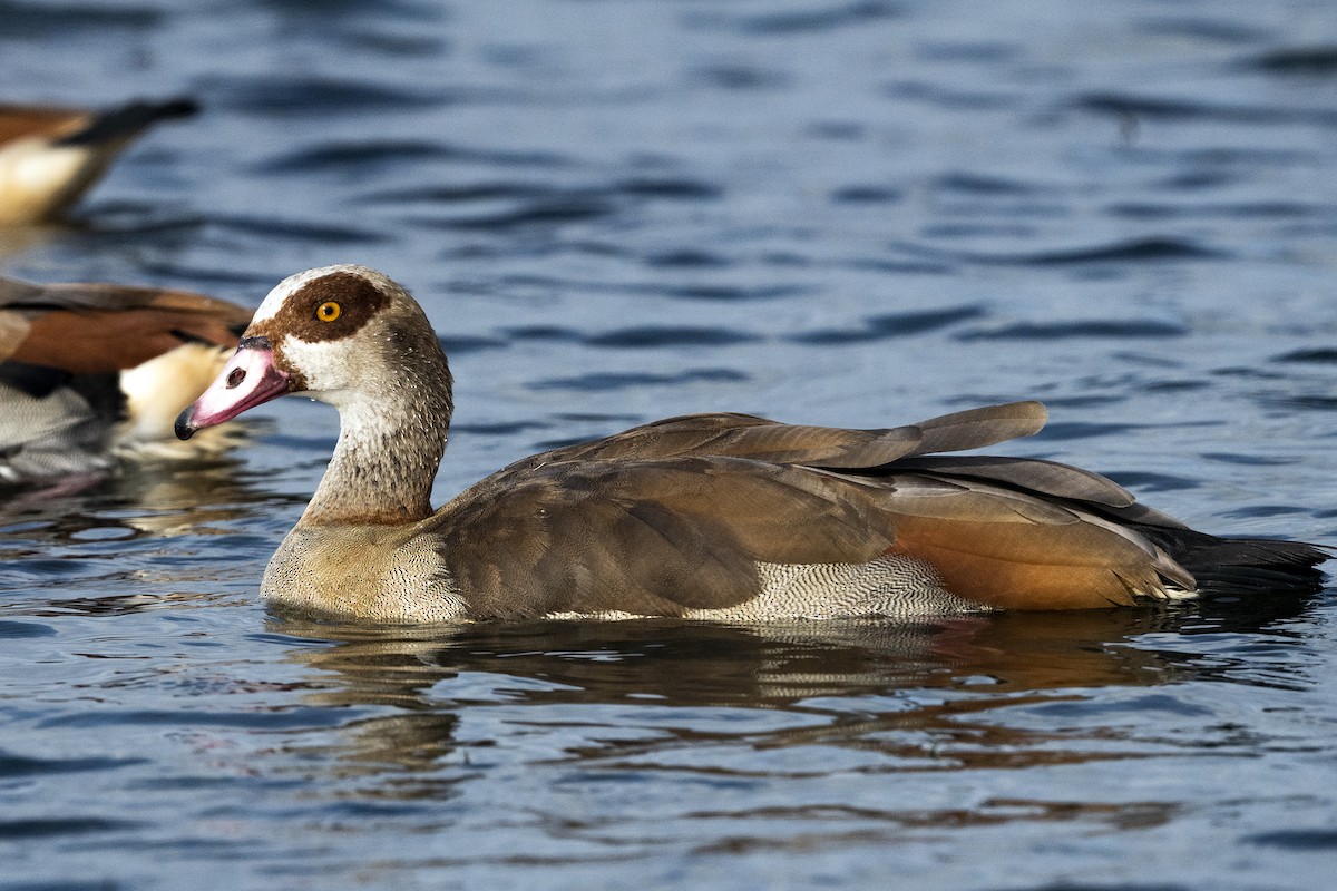 Nilgans - ML623232000
