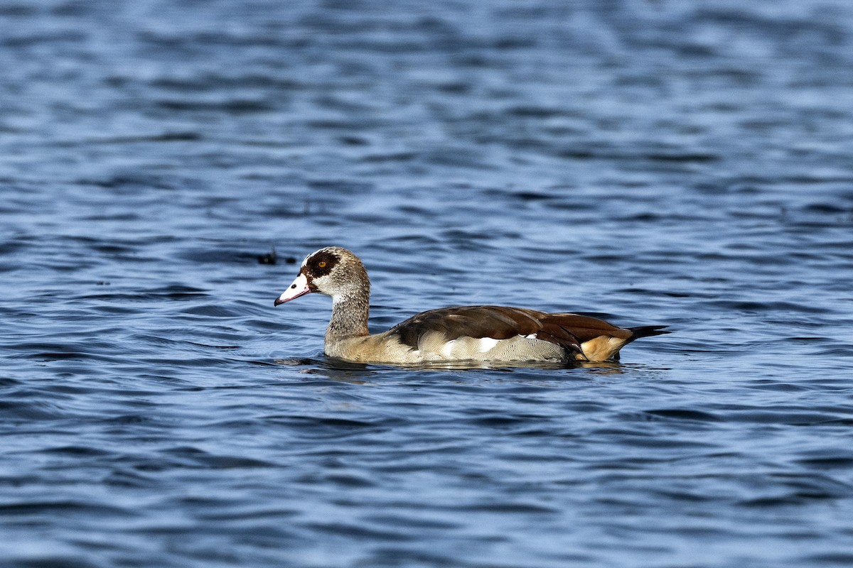 Nilgans - ML623232001