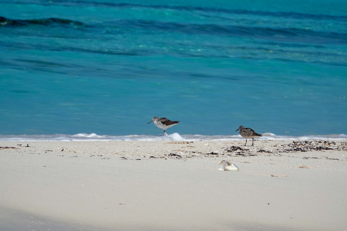 Great Knot - ML623232003