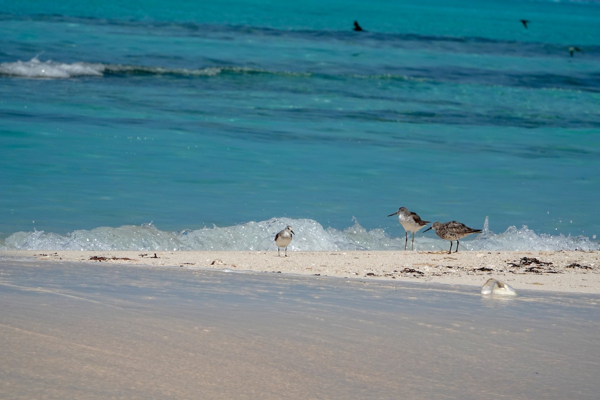 Sanderling - ML623232007