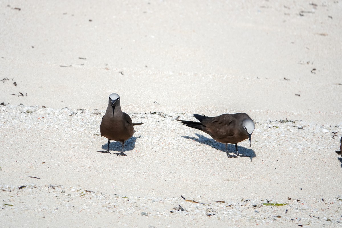 Brown Noddy - ML623232012