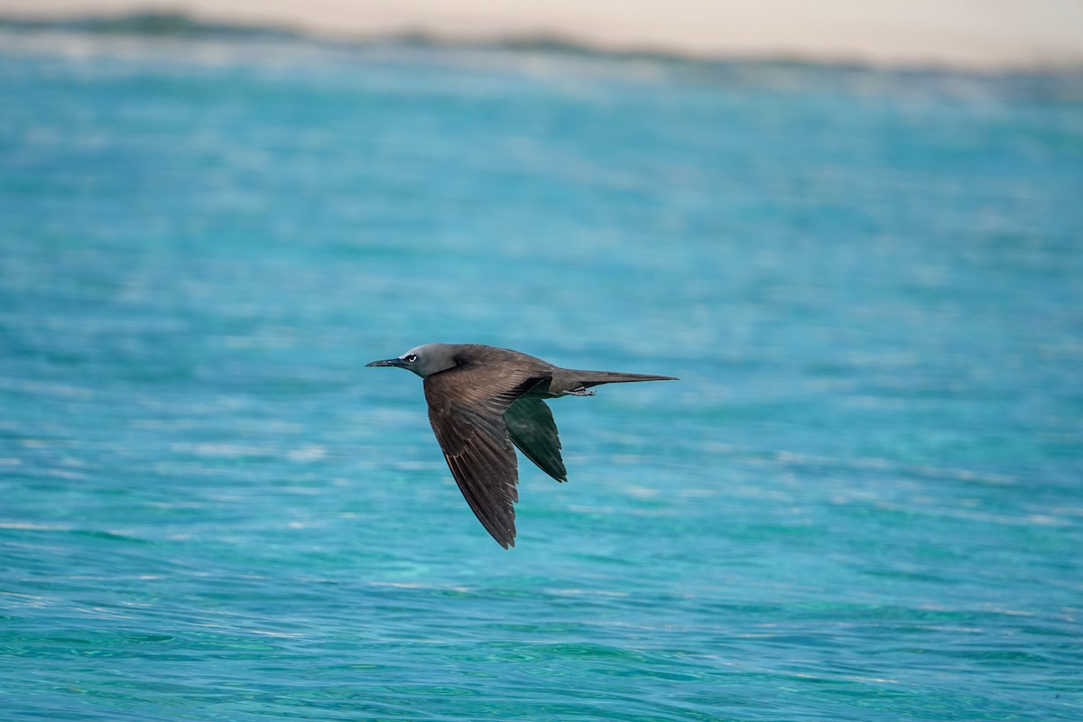 Brown Noddy - ML623232014