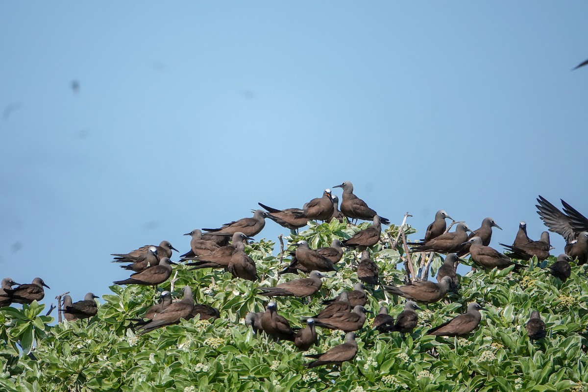 Brown Noddy - ML623232018